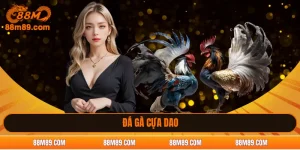 đá gà cựa dao